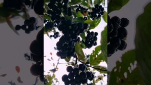 ( 4 сентября) утренняя прогулка