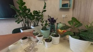 Мотивация. Мужчина в окне. Забота о цветах.