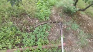 и снова миникоса)