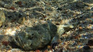 диаболик у берега PC070117