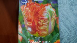 Новинка тюльпанов для моего сада - попугайные