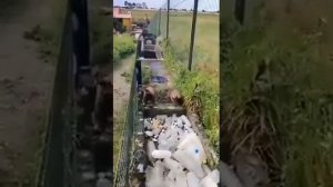 Видео от МЯУтаверс – как метавселенная, но с котами