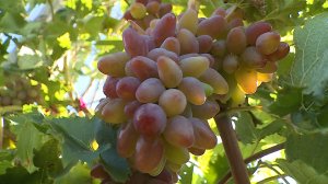 Уборка винограда в Изобильненском округе
