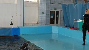 Умные дельфины