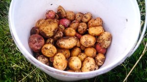 Остались без колодца       #жизньвдервне #деревня #изгородавдеревню