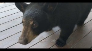 ВИДЕО ПРИКОЛЫ / СМОТРЕТЬ ВИДЕО ПРИКОЛЫ / ПРИКОЛЬНЫЕ ВИДЕО / СМЕШНОЕ И РЖАЧНЫЕ ВИДЕО БЕСПЛАТНО