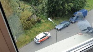 Голубь на подоконнике)