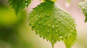 Обсуждение  Евангелие в притче о сеятеле. Четыре почвы