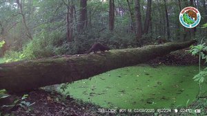 02.09.2025.Куница.Заповедник Большая Кокшага.Зверек перебежал через речку по бревну