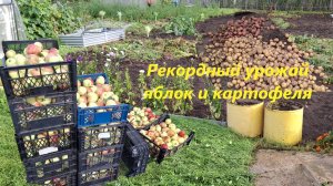 Рекордный урожай яблок и картофеля. #101