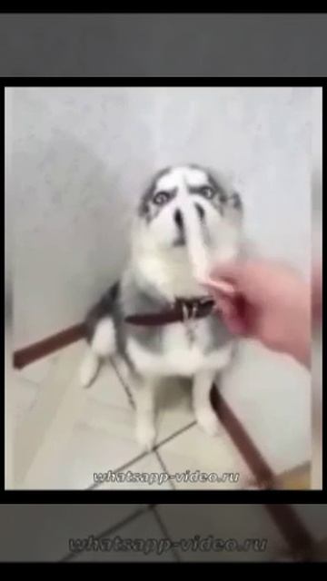 ВИДЕО ПРИКОЛЫ / ПРИКОЛЬНЫЕ ВИДЕО ОНЛАЙН БЕСПЛАТНО / ТОП ВИДЕО ОНЛАЙН БЕСПЛАТНО
