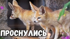Фенеки проснулись и думают, что делать дальше. Ленинградский зоопарк