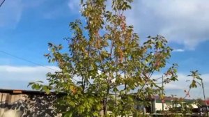 Тиэргэн-2025:  Иванова Надежда Васильевна, Далыр