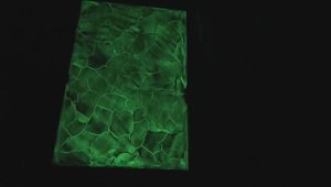 СВЕТЯЩАЯСЯ ВЕНЕЦИАНКА С ТРЕЩИНАМИ