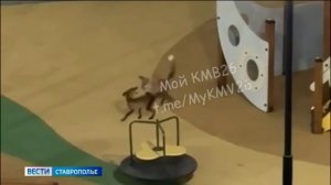 На детской площадке поселка Иноземцево резвились лисы