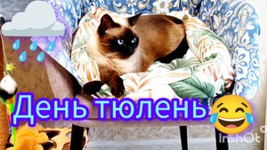 Кошка🐱Ладушка🌧️ 04-09-2025 #милые котики