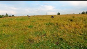 #ЖИЗНЬ В ДЕРЕВНЕ.  ГОТОВИМСЯ К ЗИМЕ  #жизньвдервне #деревня #изгородавдеревню