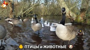 Видео про животных и птиц для души (88)