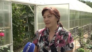 Секреты выращивания винограда в Карачаево-Черкесии от потомственного виноградаря