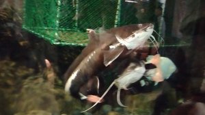 Новосибирский зоопарк