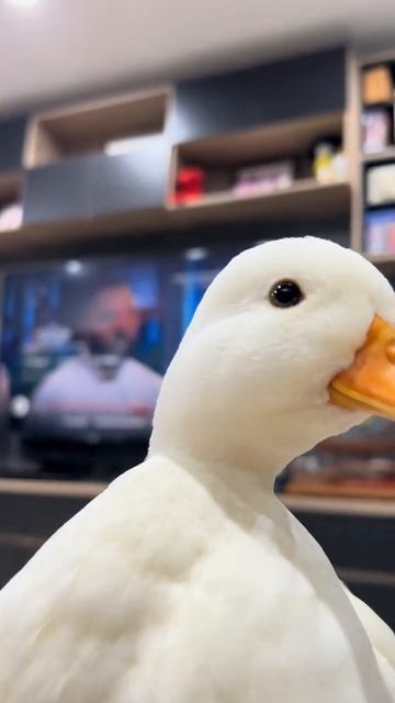 Эта уточка требует твою помощь!  утка уточка животные рутуб