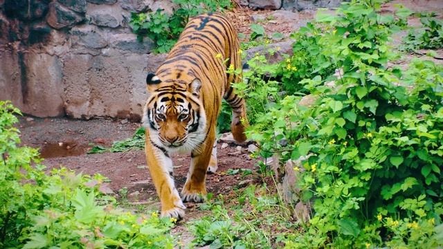 Самородный Квартал. Презентация.