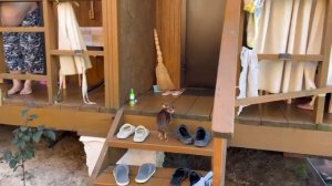 Активный отдых с собаками в Голубицкой