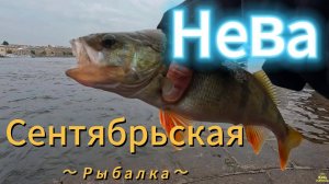 ОТВОДНОЙ РУЛИТ ОКУНЬ СУДАК РЫБАЛКА ВЕЧЕРНИЙ ВЫХОД ВИБРОХВОСТ КЛЮЮТ КАК ПРИВЯЗАНЫЕ НА НЕВЕ