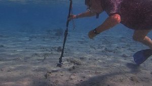 коллега снимает скорпенопсиса PC060128