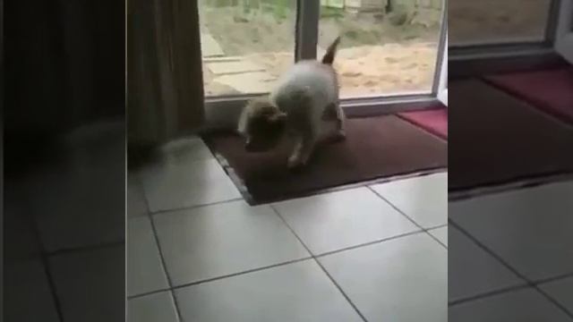 ПЕСИК / СМОТРЕТЬ ВИДЕО ПРИКОЛЫ / СМЕШНЫЕ ШУТКИ / ЮМОР НА КАНАЛЕ / РЖАЧНЫЕ ВИДЕО