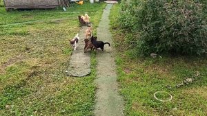 #Скидка_50% на МИНИ чихуахуа 89215950848 #купить_щенка_чихуахуа_продаю