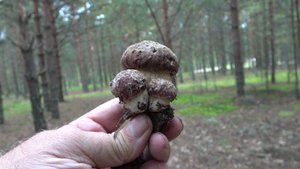 Боровики на мху.