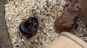 #мраморные_хомяки 1 месяц 04/09/25 #сирийский_хомяк_черепахового_окраса