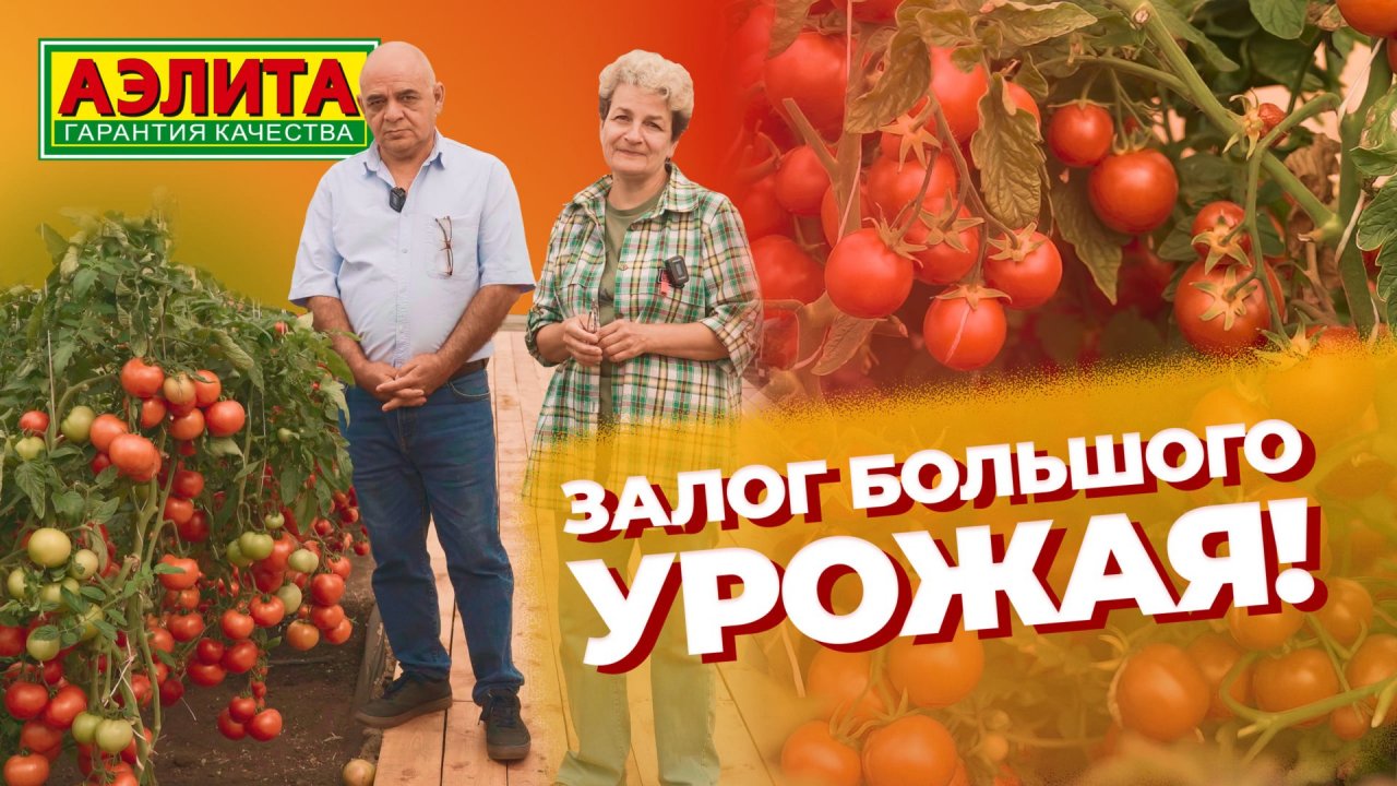 ЗАЛОГ БОЛЬШОГО УРОЖАЯ ТОМАТОВ!