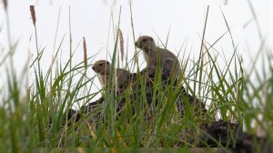 МАЛЕНЬКИЕ ОБИТАТЕЛИ ВУЛКАНА | Новости Камчатки | Масс Медиа