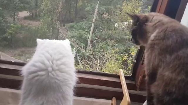 Леся и Сёма - В дозоре