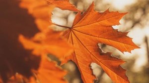 Добра и хорошего настроения #настроение #добрыйдень #день #красиваявидеооткрытка