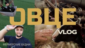 Фермерские будни: овцы, корпус и выпас | Овце-ВЛОГ #0