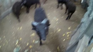 Как кричат бараны! #баран