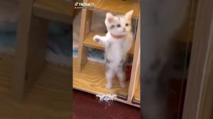 котятки 😻