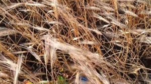 МОЯ ЛЮБИМАЯ РОДИНА. БЕСКРАЙНИЕ ПОЛЯ. ГОРДОСТЬ НАША. ПРОНИКНОВЕННО ПЕСНЯ ЗВУЧИТ. ДОСТОЙНО УВАЖЕНИЯ.