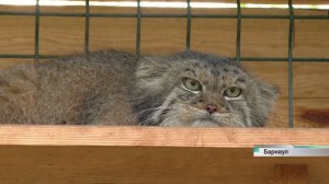 Животные в барнаульском зоопарке начали зажировку