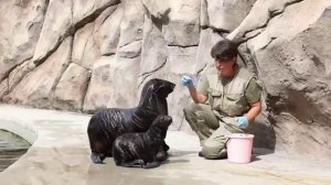 В Московском зоопарке родился детёныш Морского Котика.