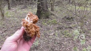 По грибы в Лосиный остров