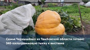 Семья Чернышёвых из Тамбовской области готовит 340-килограммовую тыкву к выставке
