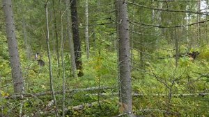 Грибы. Вологодская область