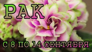 РАК таро прогноз на неделю с 8 по 14 СЕНТЯБРЯ 2025 года.