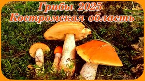 Грибной сезон 2025 в Костроме