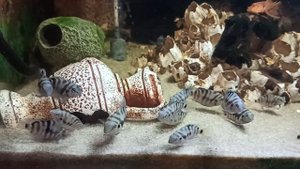 Подросли мальки #гибрид_зебры_и_попугая_цихлазомы 05/09/25 #цихлиды