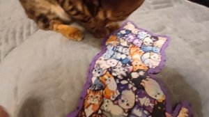 Рорик поступил в школу котов!